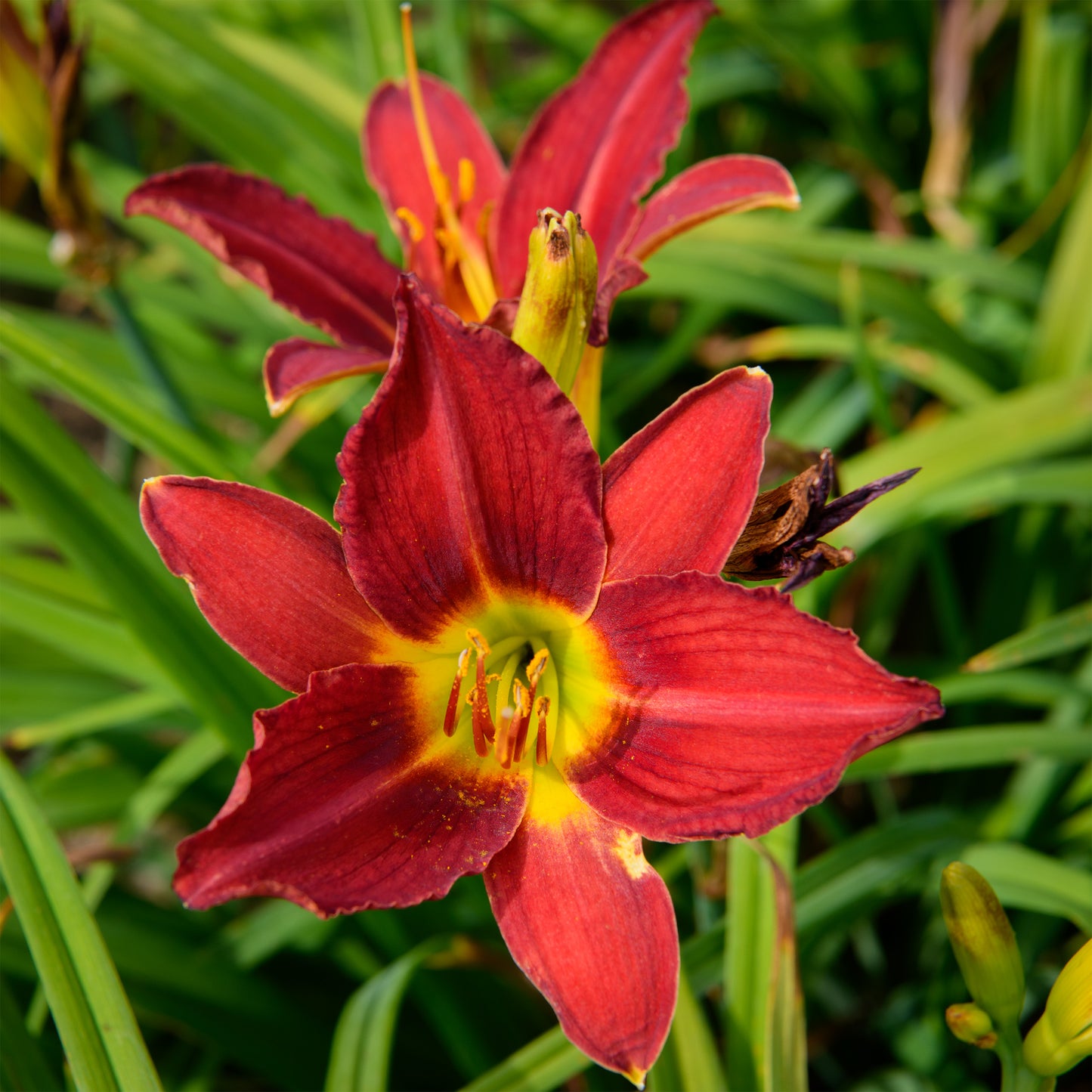 Hemerocallis 'Red Emerald' (Daylily)