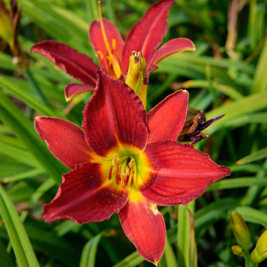 Hemerocallis 'Red Emerald' (Daylily)