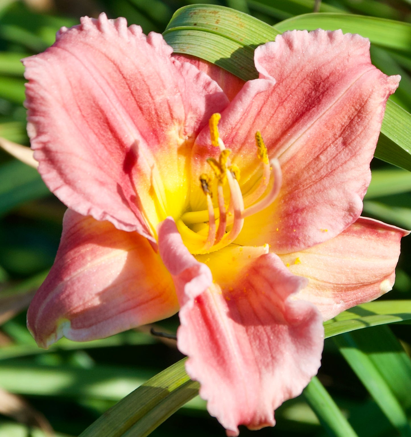 Hemerocallis 'Rosy Returns'