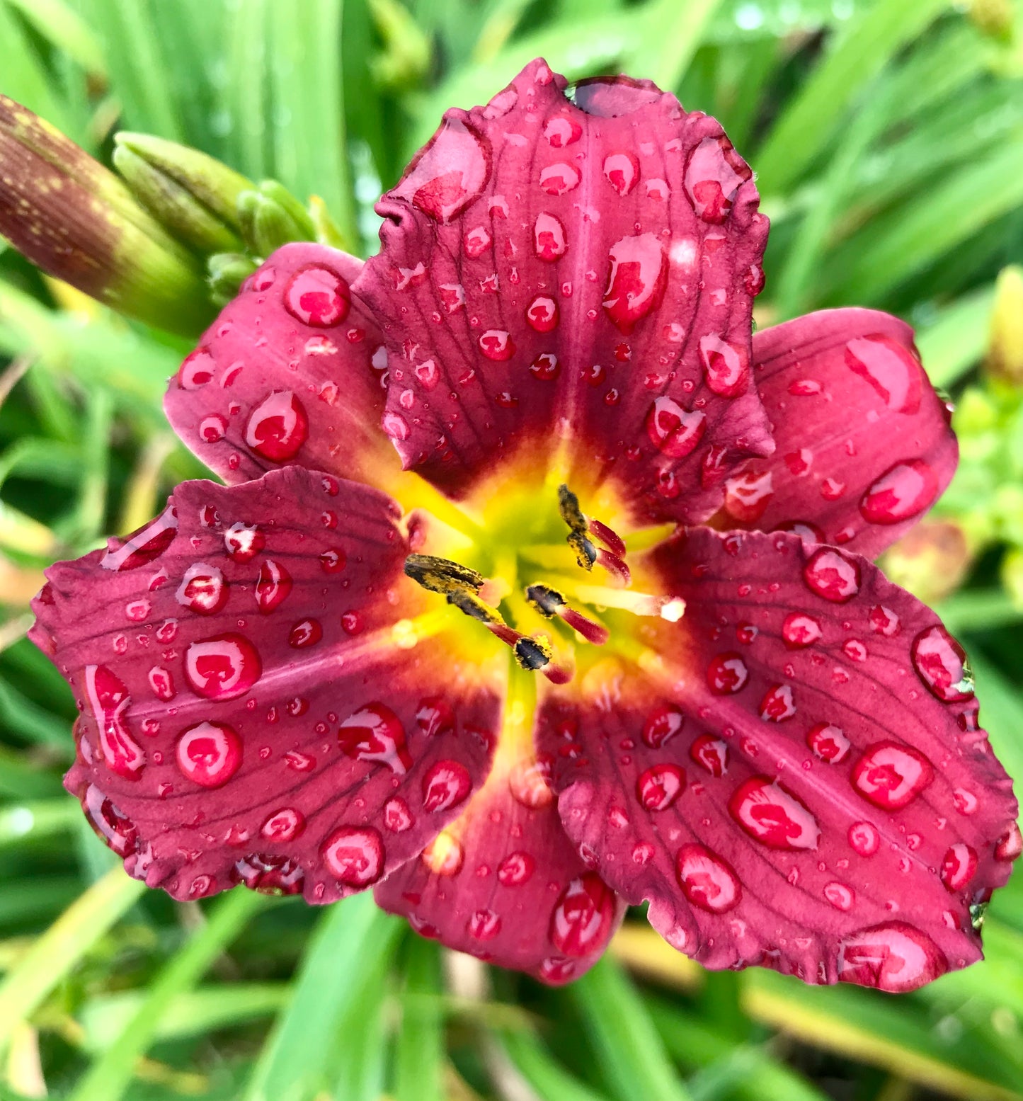 Hemerocallis 'Ruby Stella'