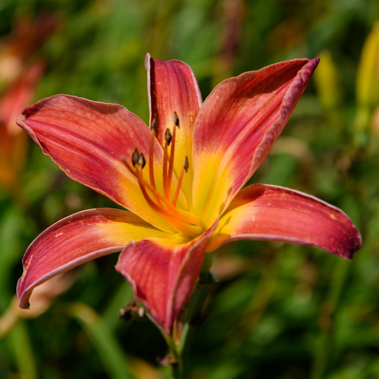 Hemerocallis 'Screech Owl'