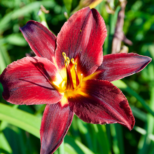 Hemerocallis 'Starling'