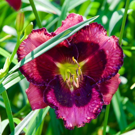 Hemerocallis   'Storm Shelter'