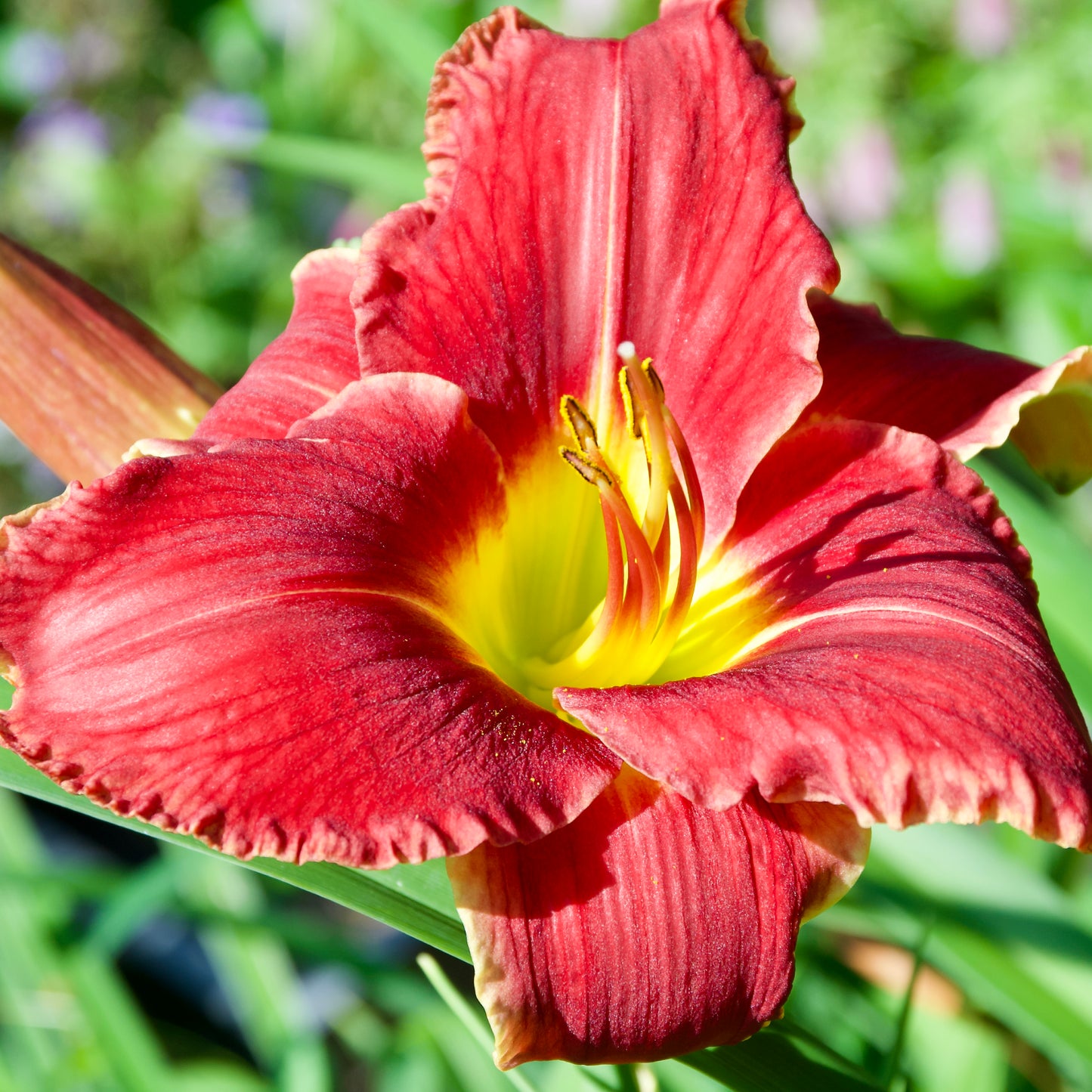 Hemerocallis 'Watermelon Slice'