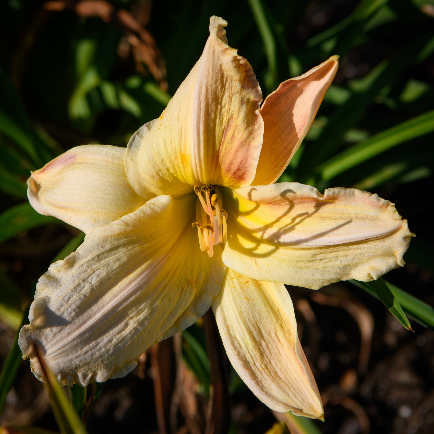 Hemerocallis 'Ben Arthur Davis' (Daylily)
