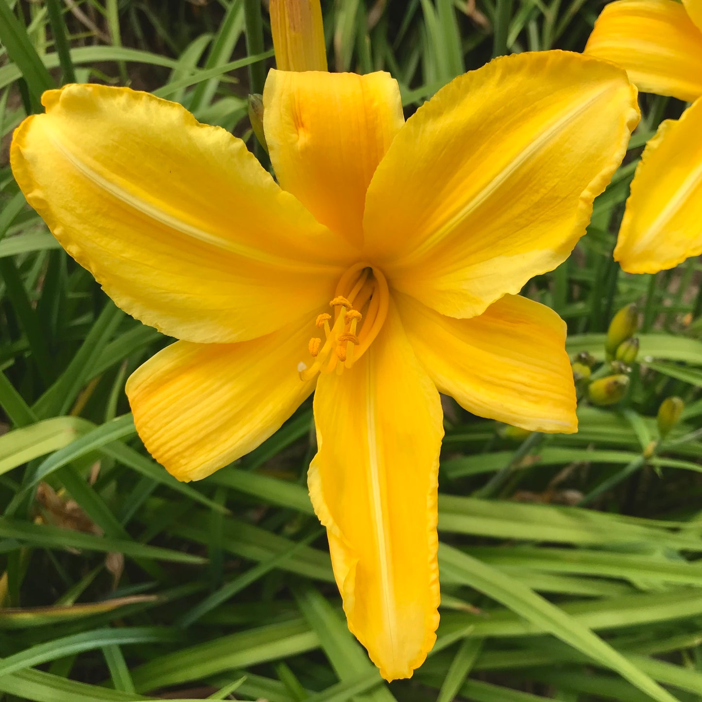 Hemerocallis 'Buttered Popcorn'