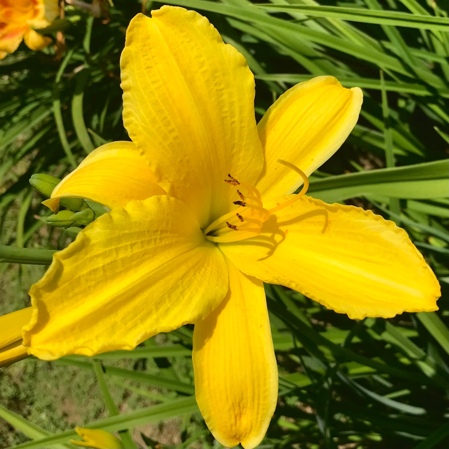 Hemerocallis 'Chartreuse Magic'