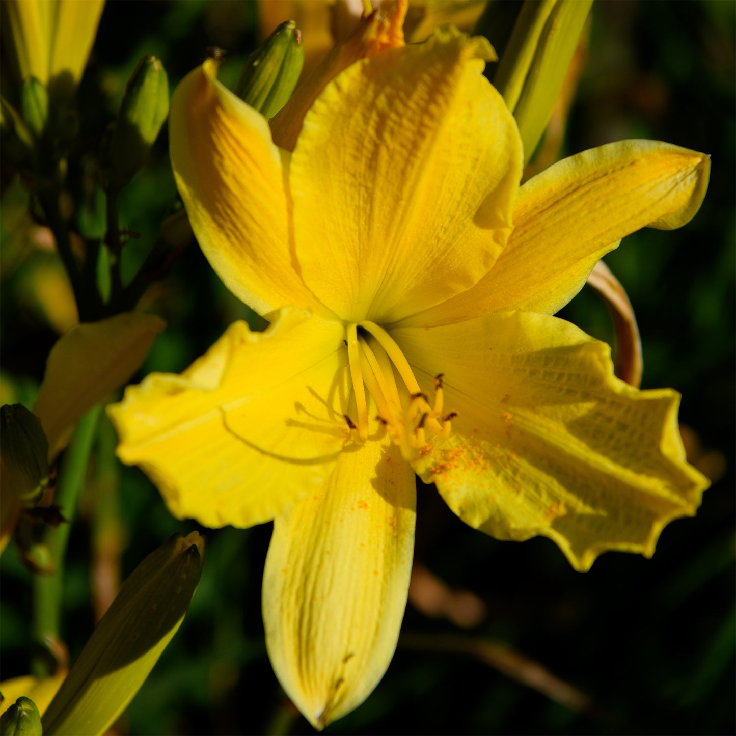 Hemerocallis 'Chartreuse Magic' (Daylily)