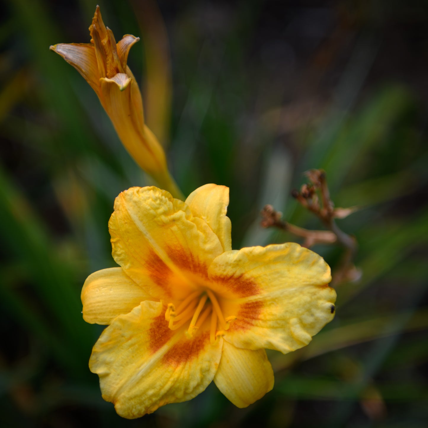 Hemerocallis 'Circle Round'