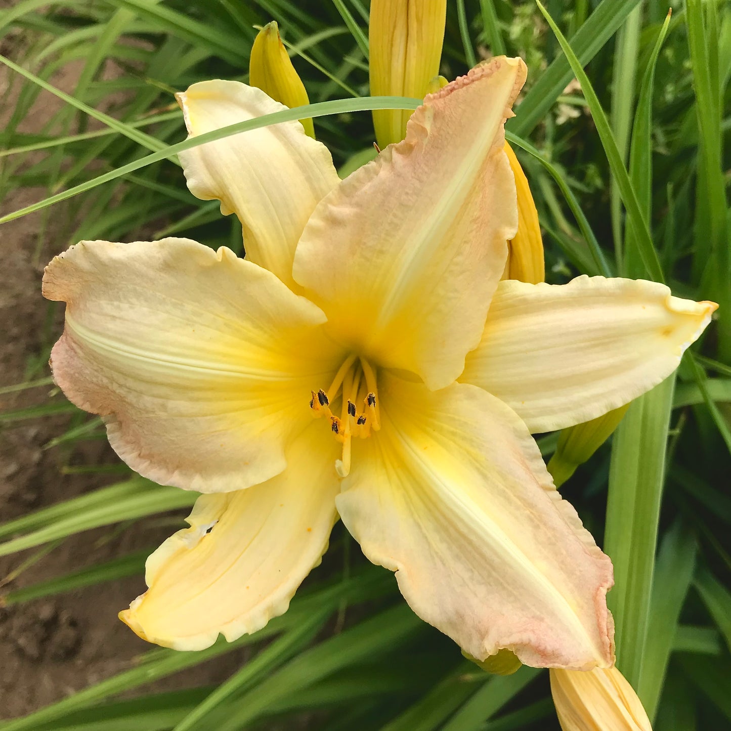 Hemerocallis 'Close Up'