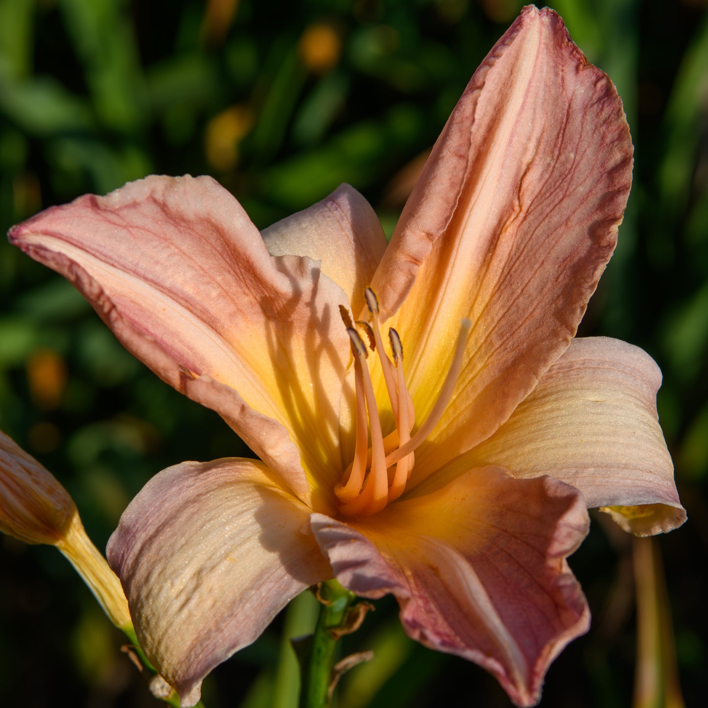 Hemerocallis 'Cloverdale'