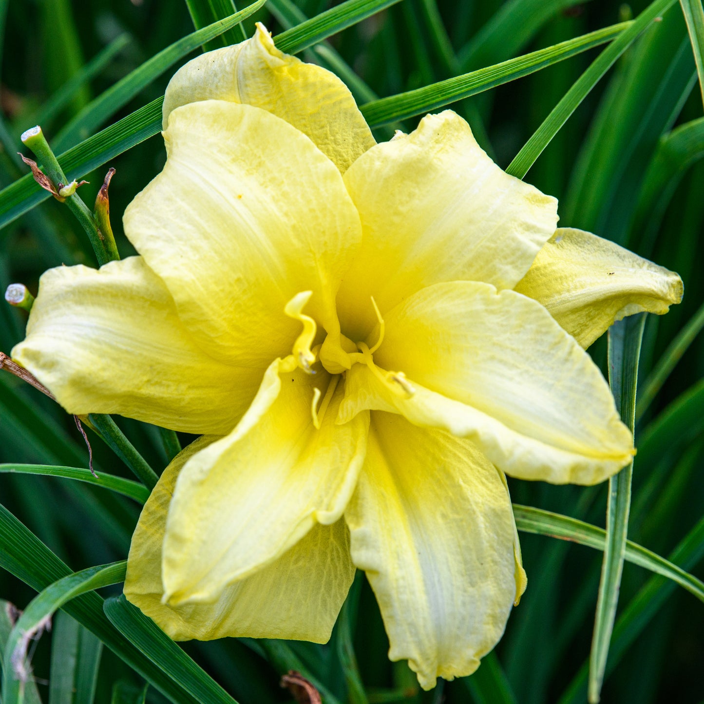 Hemerocallis 'Double Cutie'
