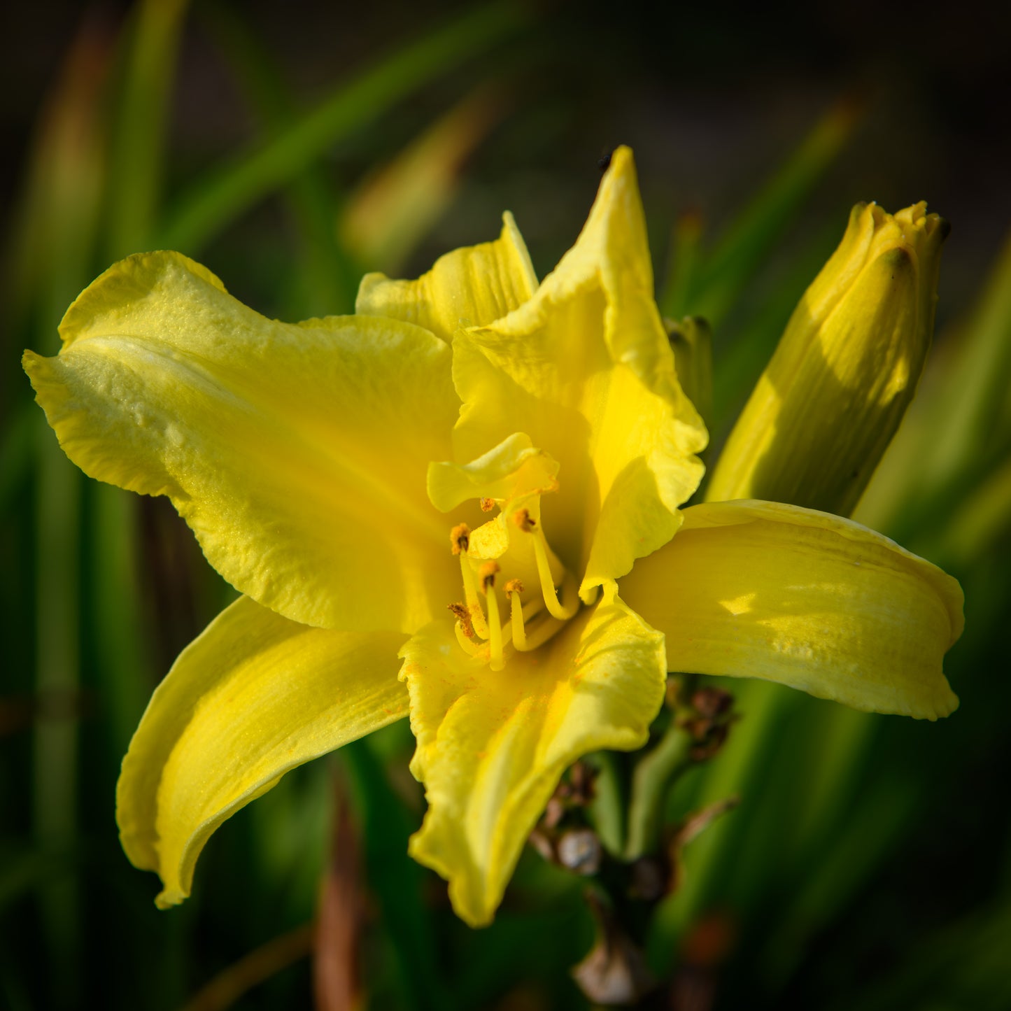 Hemerocallis 'Double Jackpot' (Daylily)