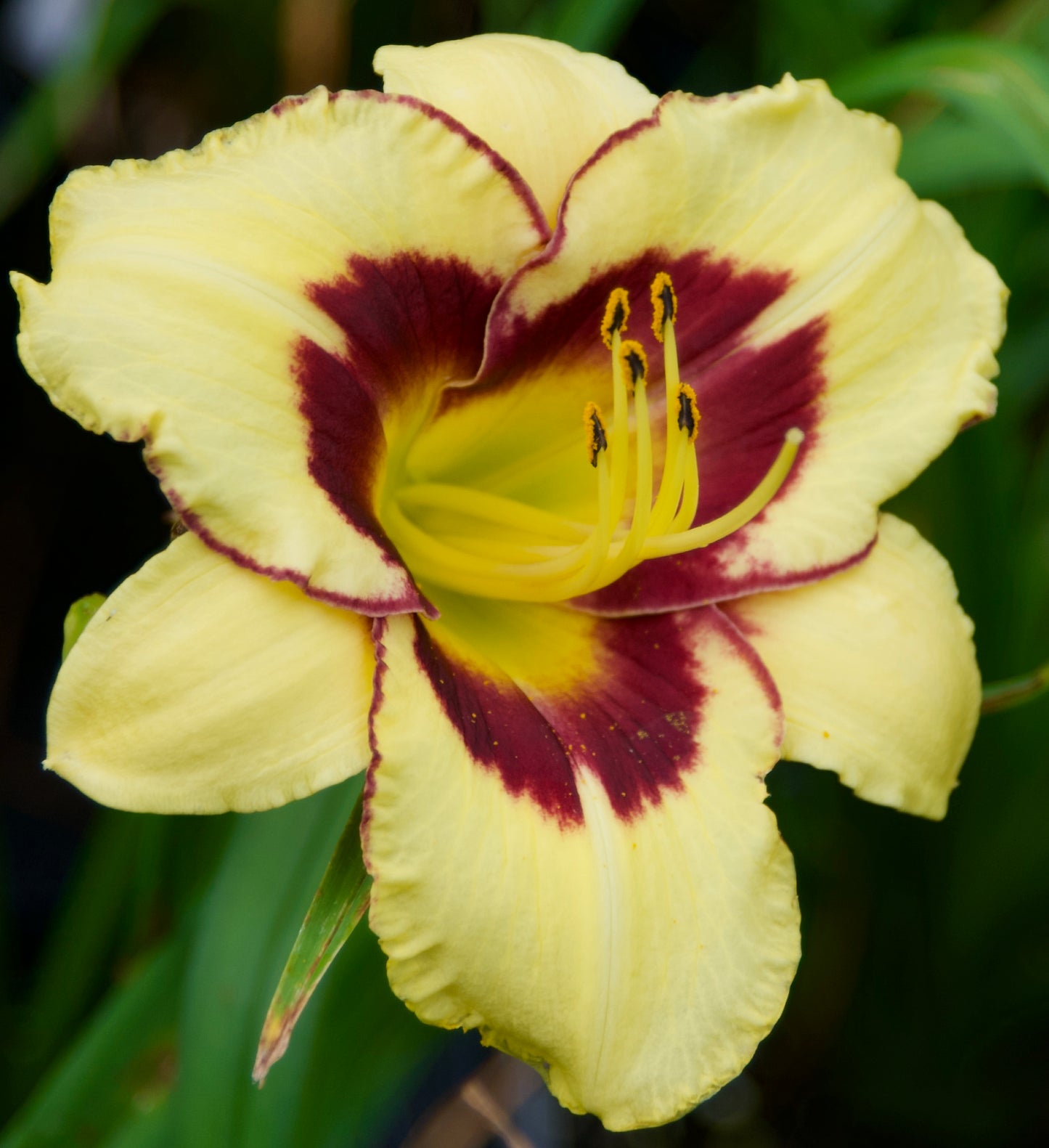 Hemerocallis 'El Desperado'