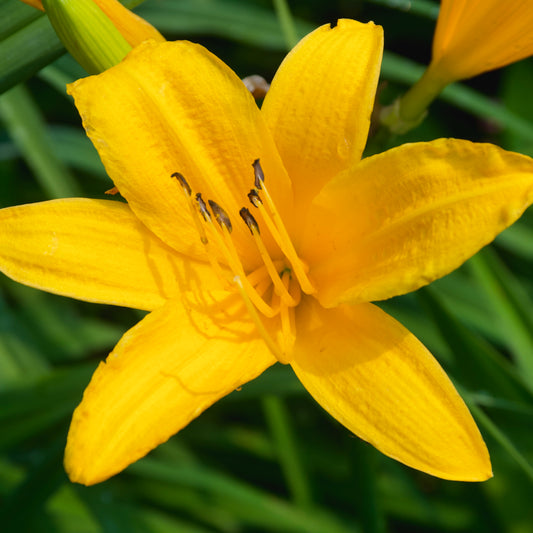 Hemerocallis 'Esperanza'