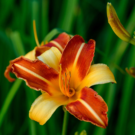 Hemerocallis 'Frans Hals'