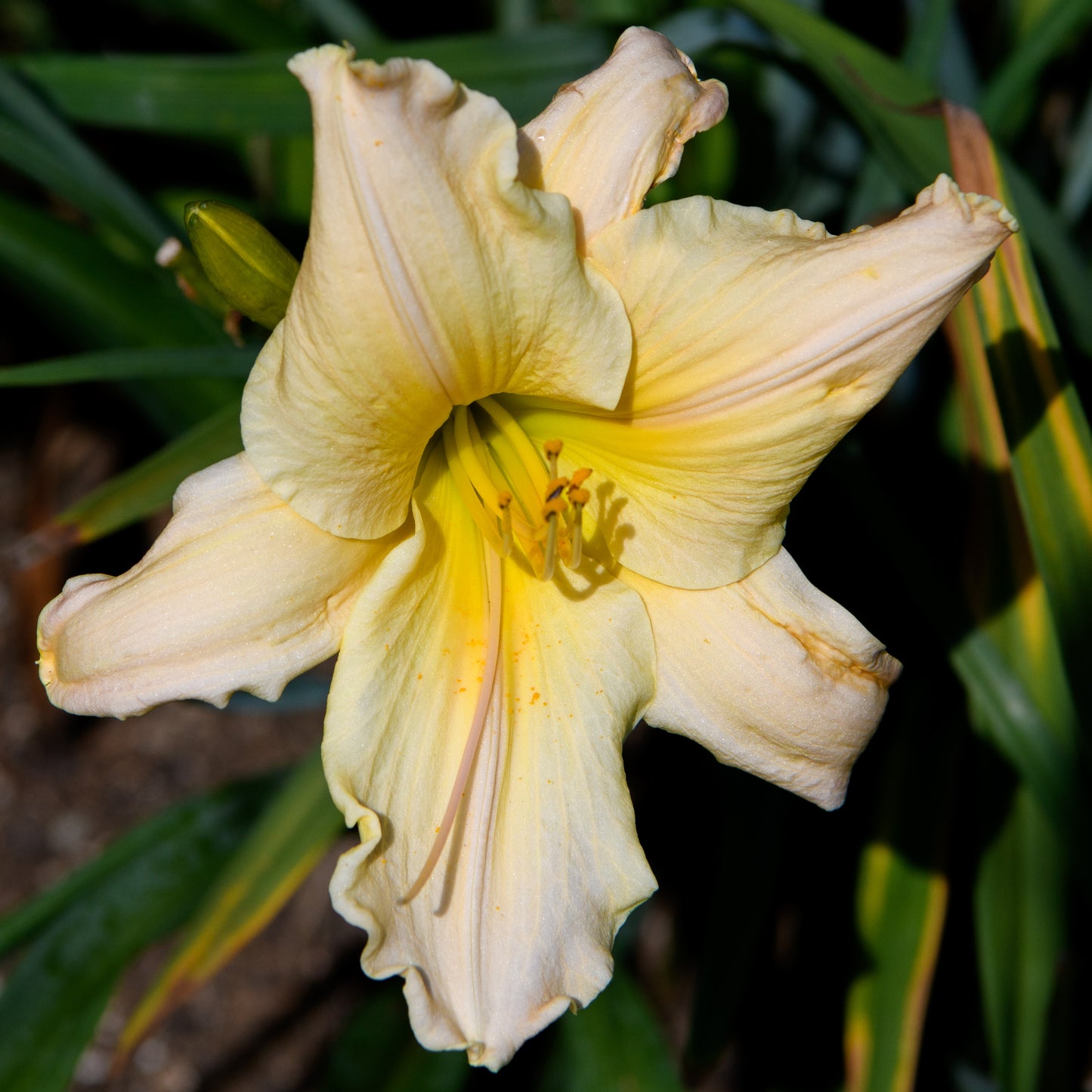 Hemerocallis 'Golden Flute'