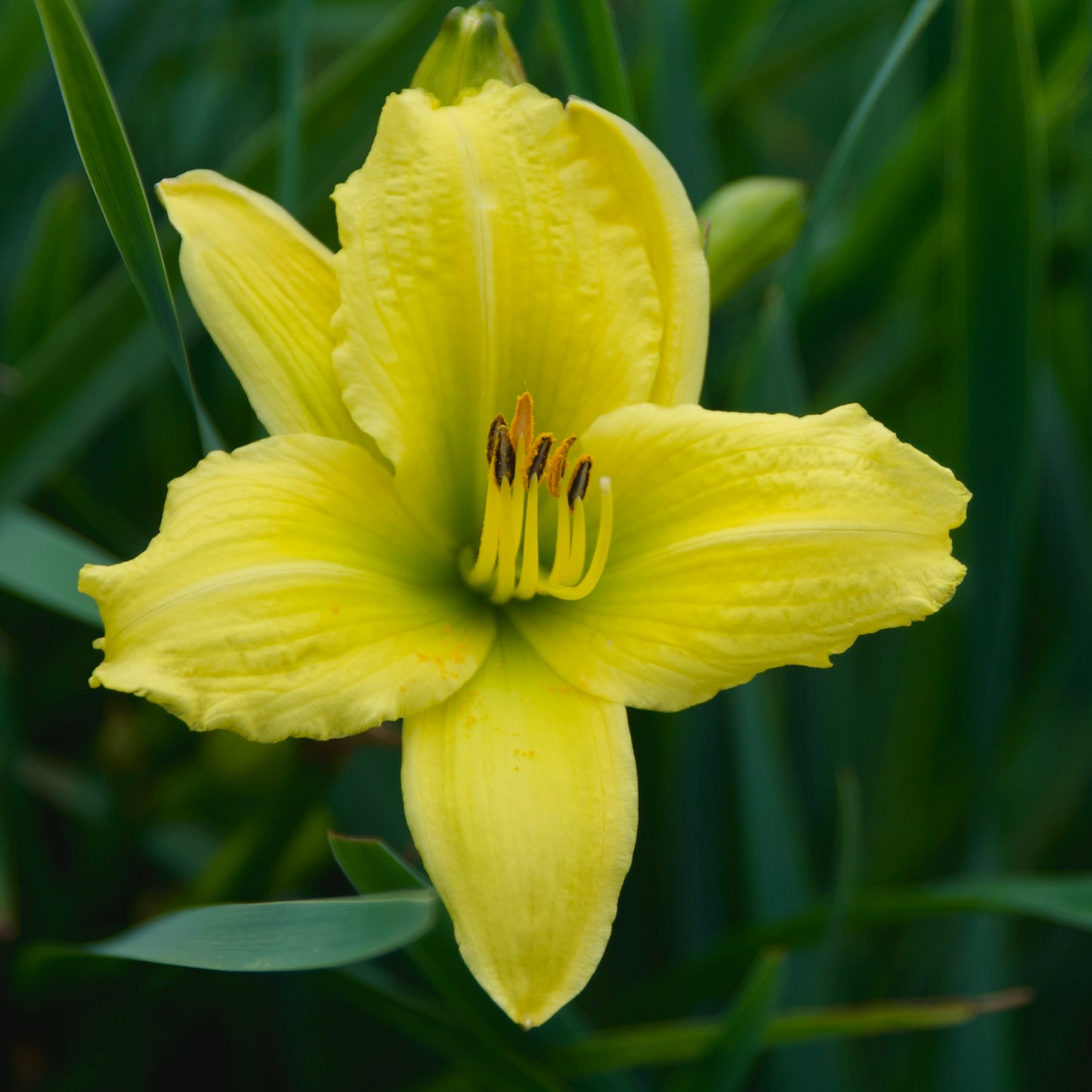 Hemerocallis 'Green Flutter'
