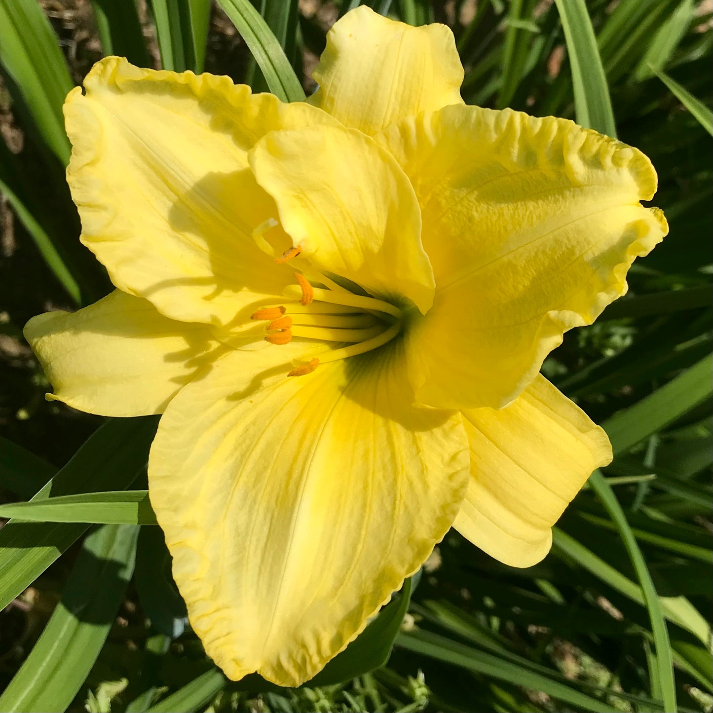 Hemerocallis 'Perennial Pleasure'