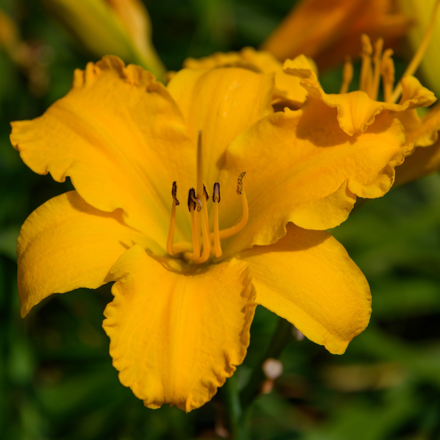 Hemerocallis 'Song Sparrow' (Daylily)