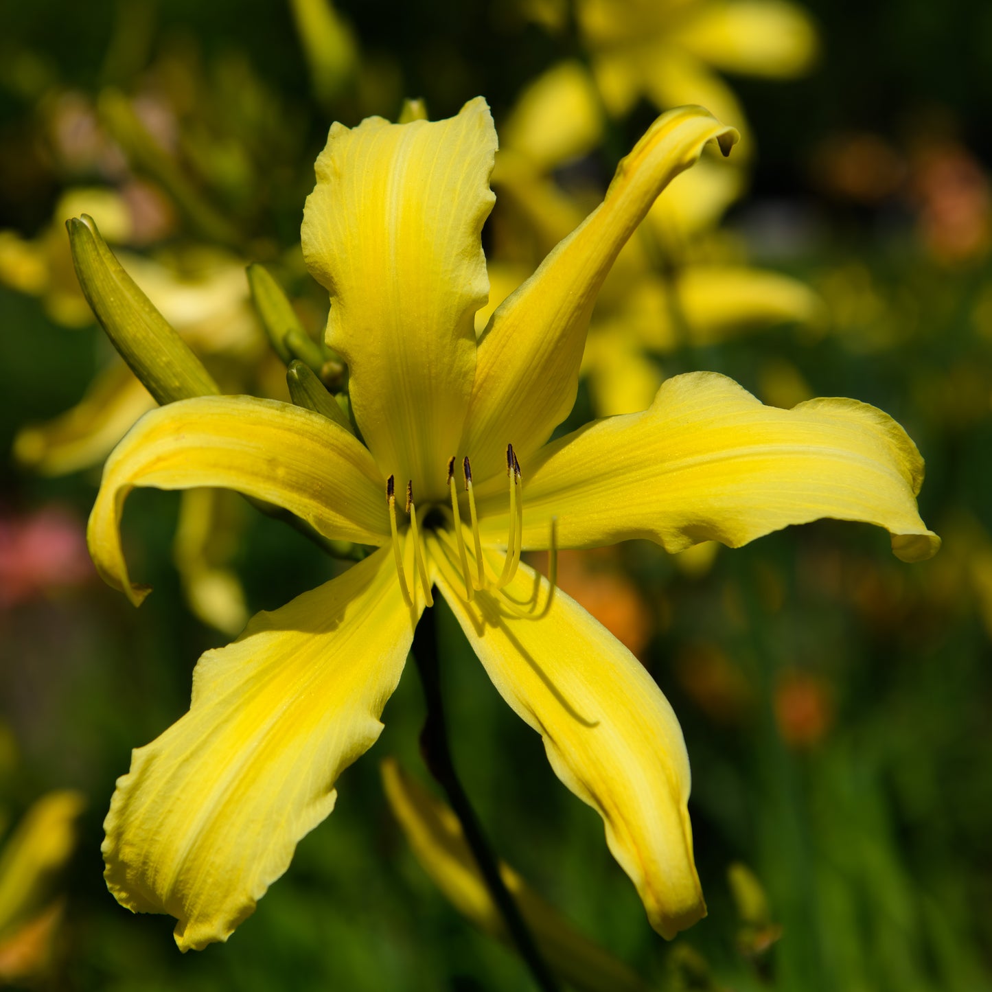 Hemerocallis 'Spider Breeder' (Daylily)