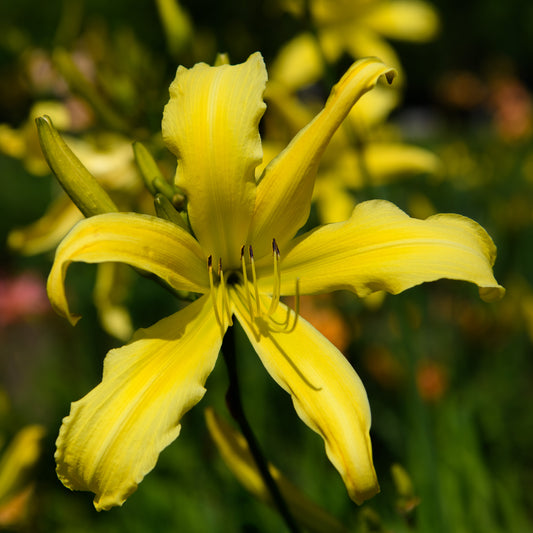 Hemerocallis 'Spider Breeder' (Daylily)