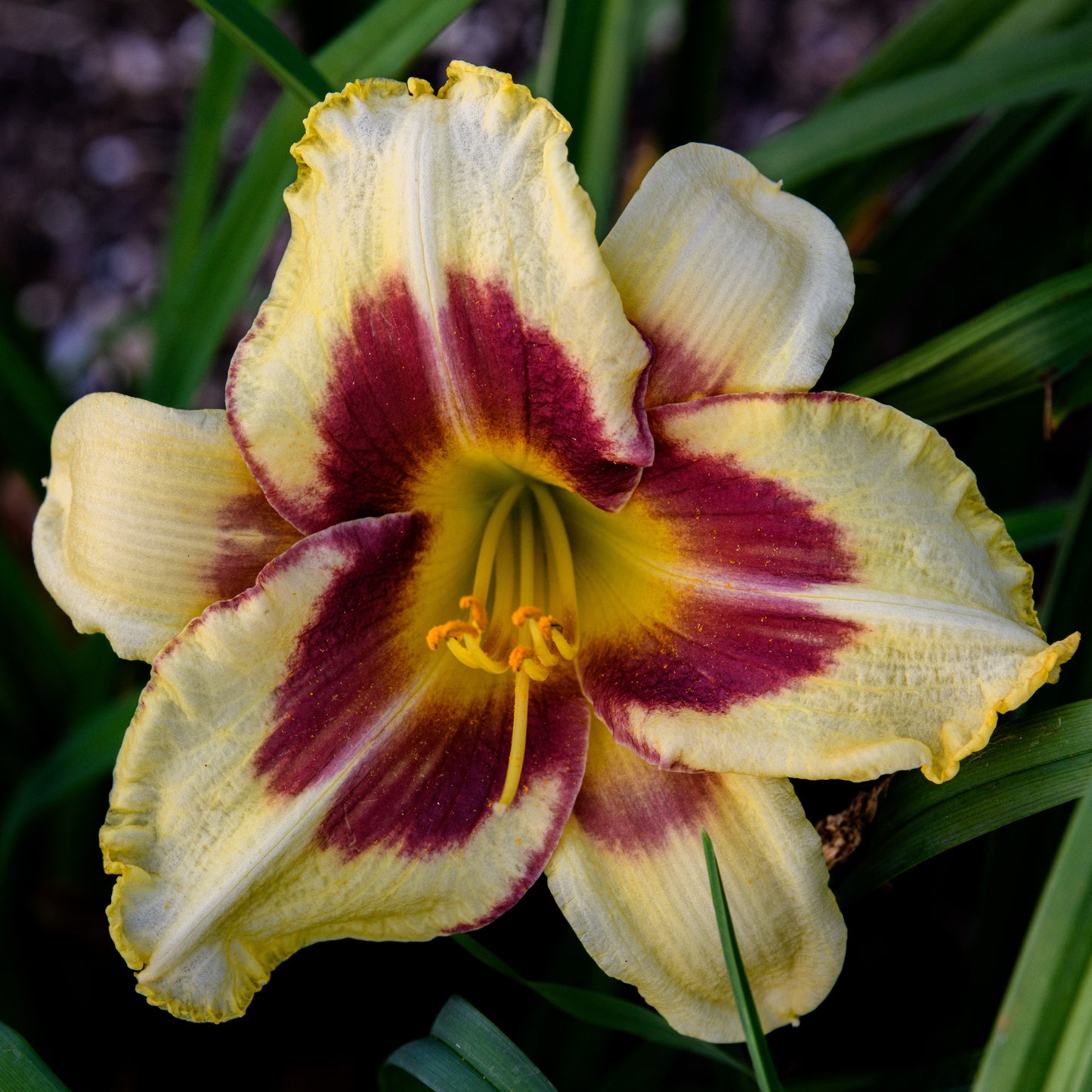 Hemerocallis 'Star of the North'