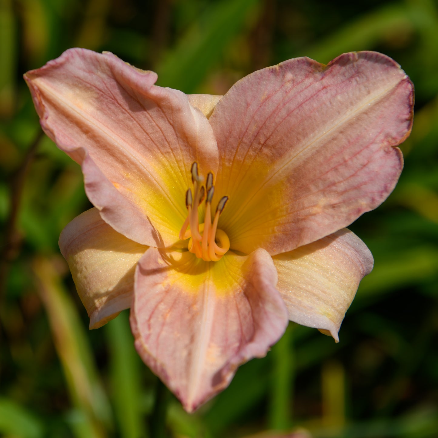 Hemerocallis 'T80-116'