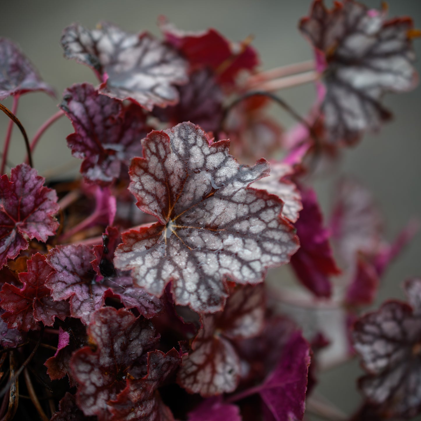 Heuchera x 'Guardian Angel' (Coral Bells)