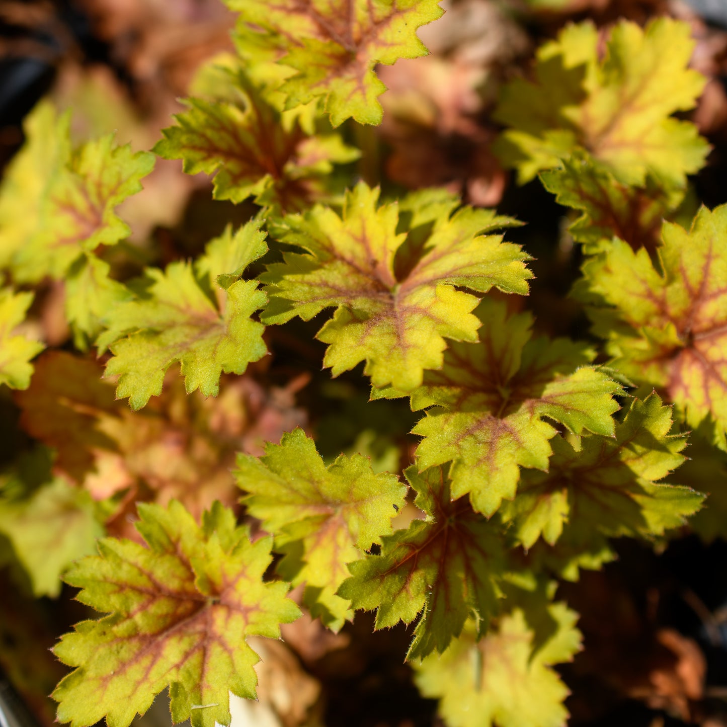 Heuchera x 'Indian Summer Splashberry' (Coral Bells)