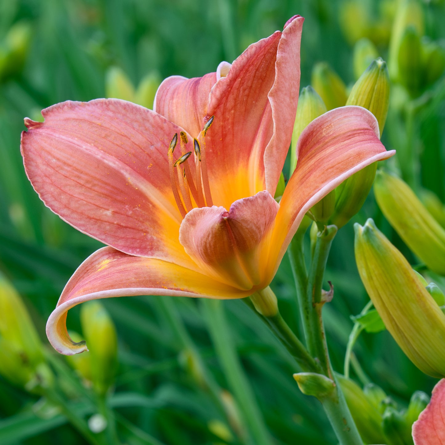 Hemerocallis 'Young Countess' (Daylily)