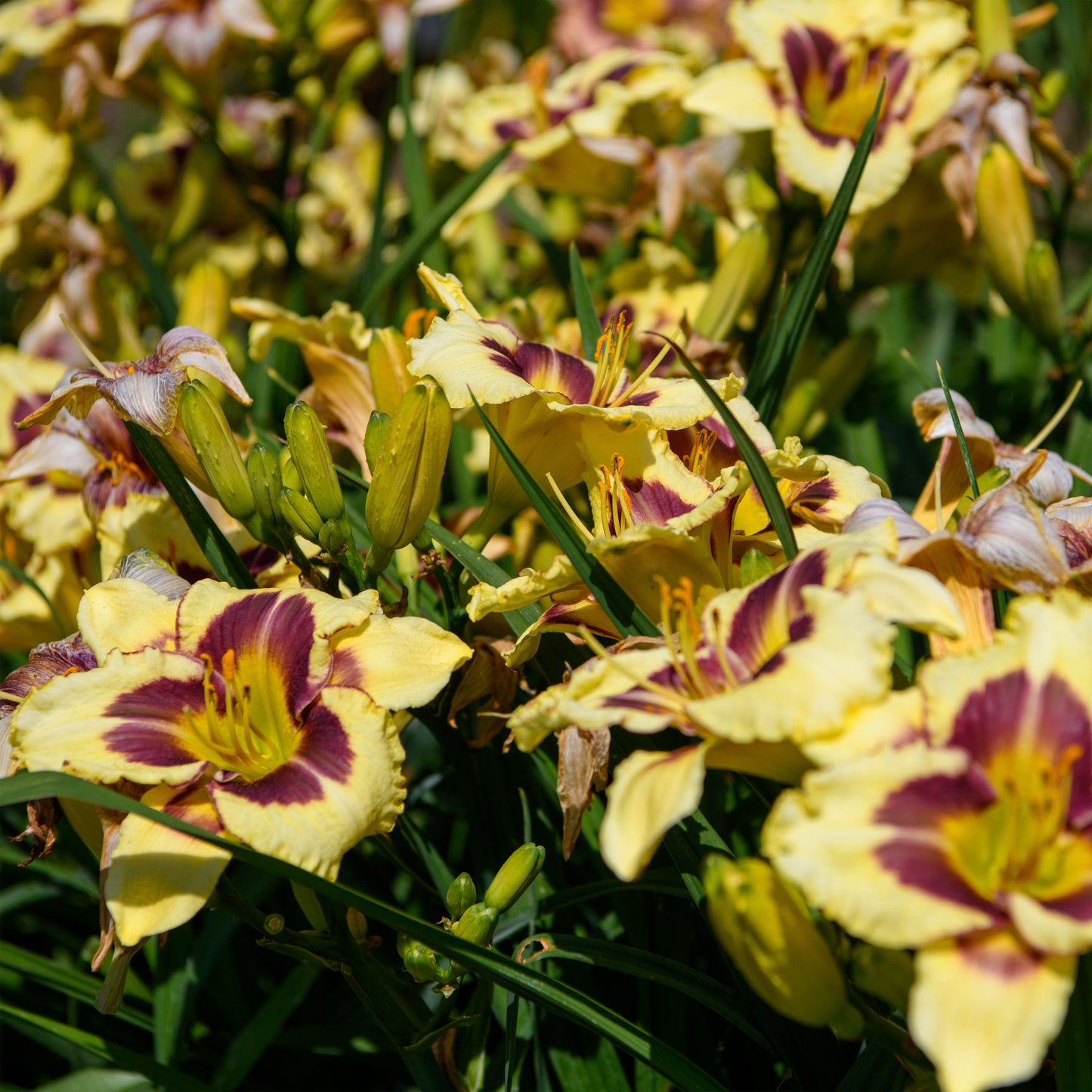 Hemerocallis 'Star of the North' (Daylily)