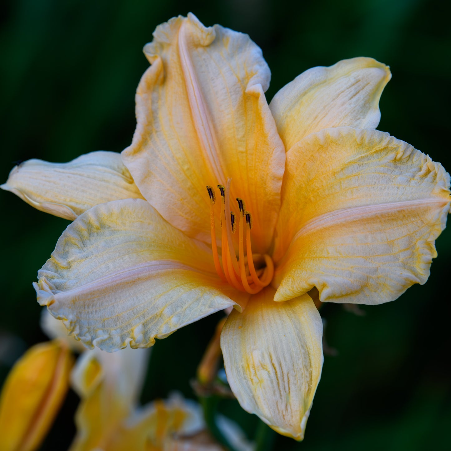 Hemerocallis 'Tropical Tangerine' (Daylily)