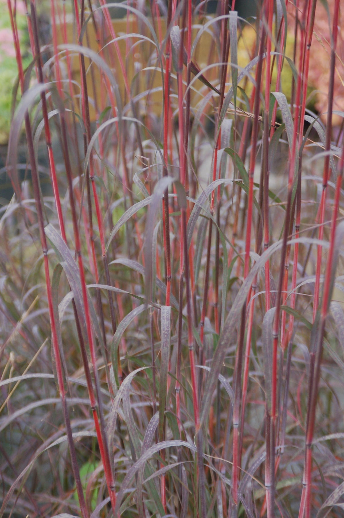 Andropogon gerardii ‘Holy Smoke’ (Big Bluestem, Ornamental Grass)