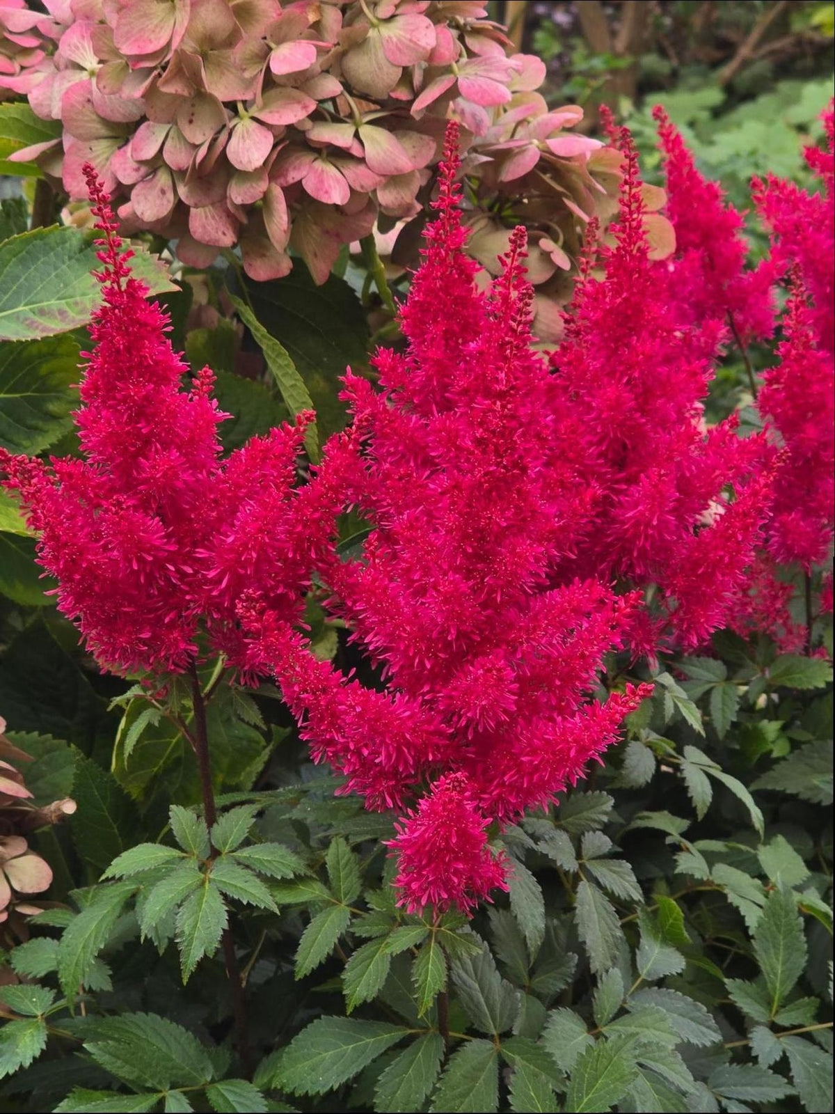 Astilbe x arendsii ‘Music™ Red Drumset’ (False Spirea)