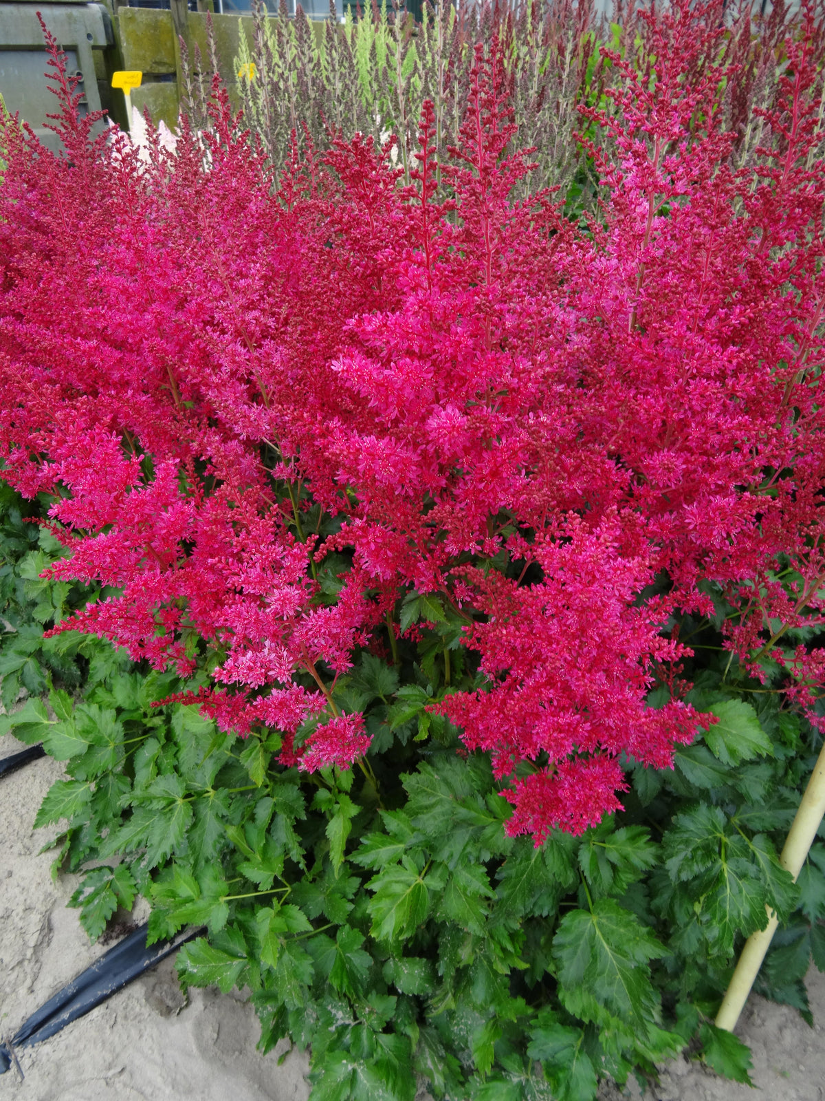 Astilbe x arendsii ‘Music™ Heavy Metal®’ (False Spirea)