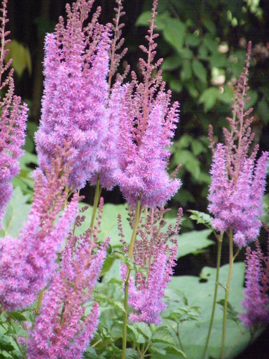 Astilbe chinensis  'Purple Candles'