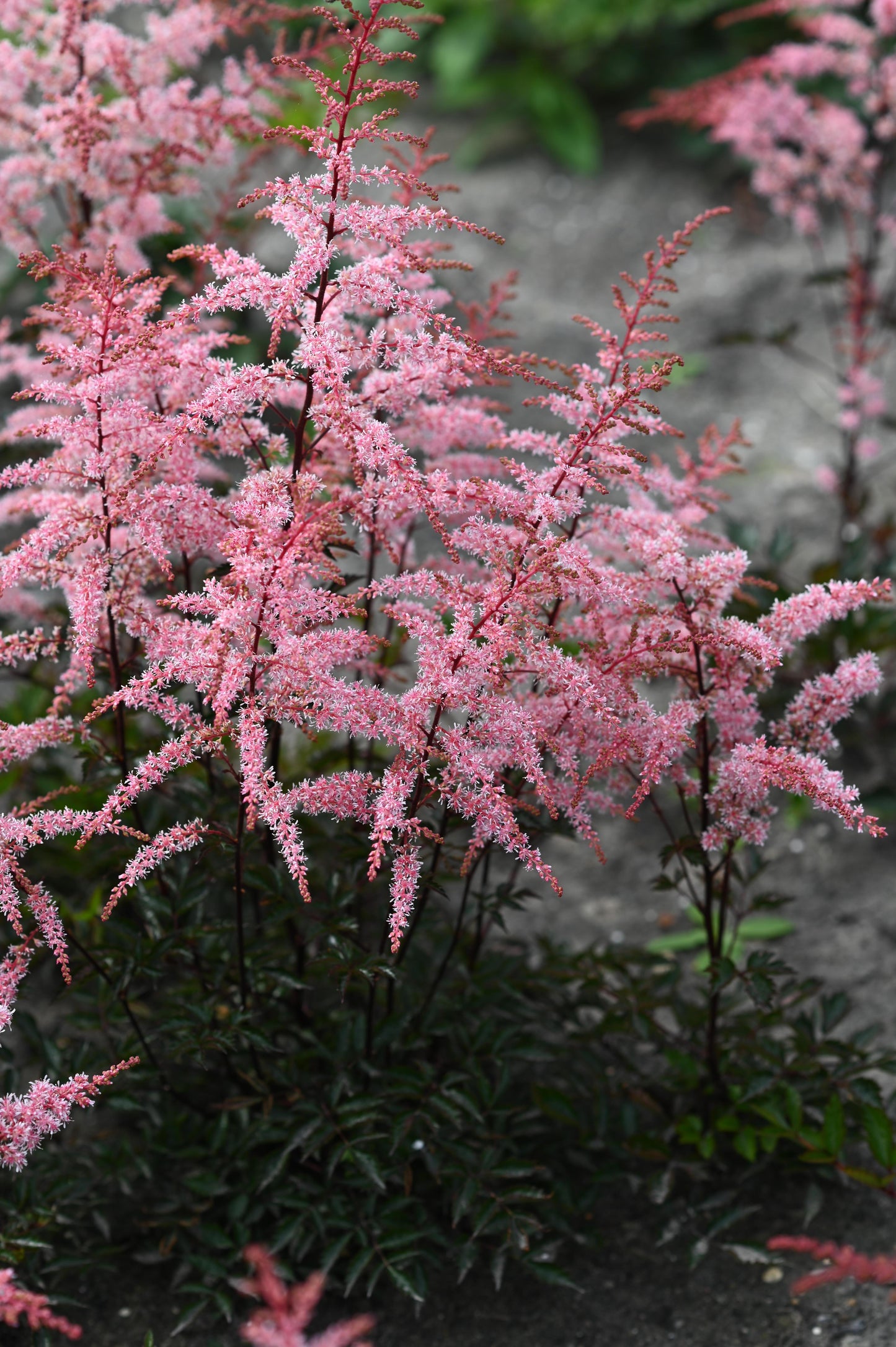 Astilbe simplicifolia 'Pretty in Pink'