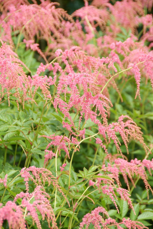 Astilbe thunbergii  'Straussenfeder'