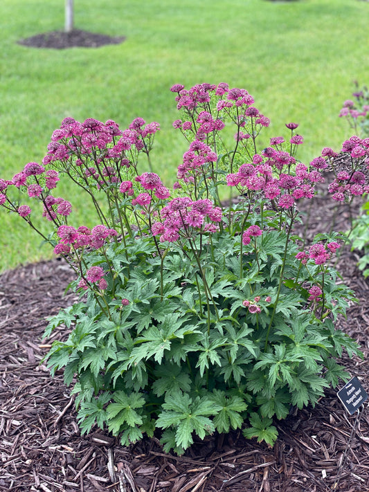 Astrantia major 'Burgundy Manor' (Masterwort)