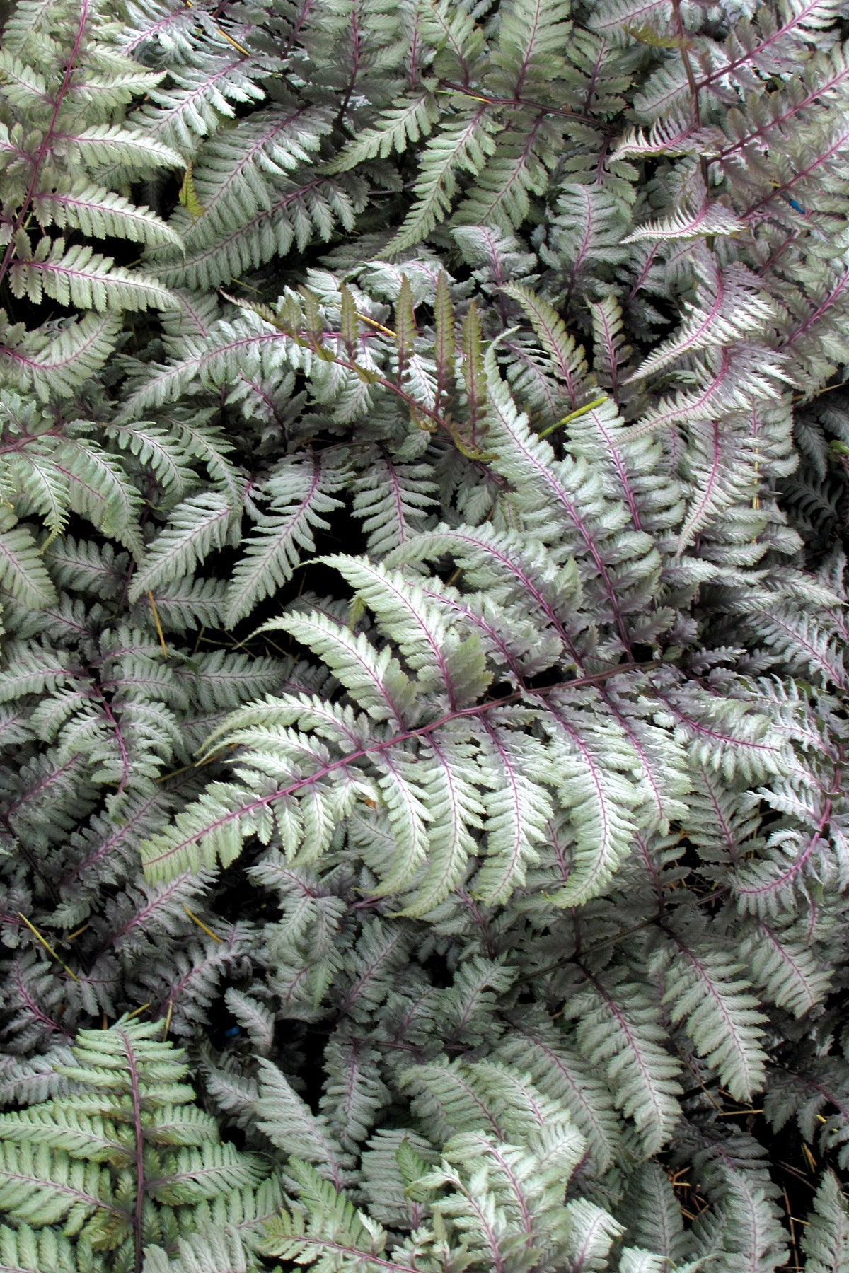 Athyrium niponicum 'Silver Falls'