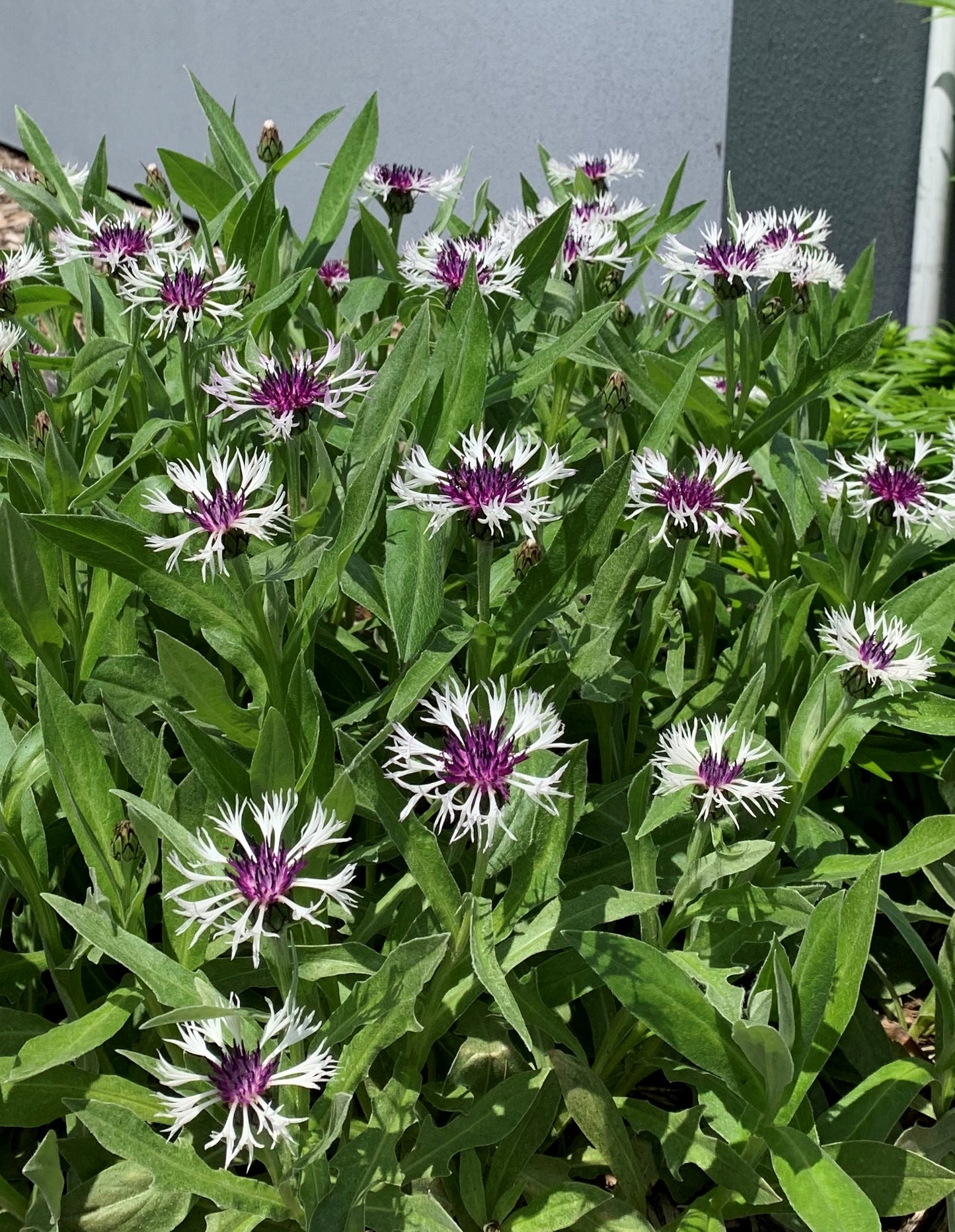 Centaurea montana 'Amethyst In Snow'