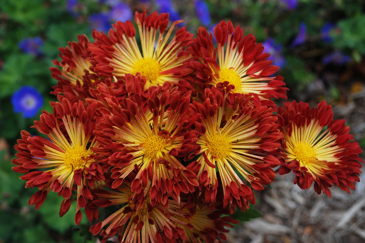 Chrysanthemum superbum 'Matchsticks' (Hardy Mum)