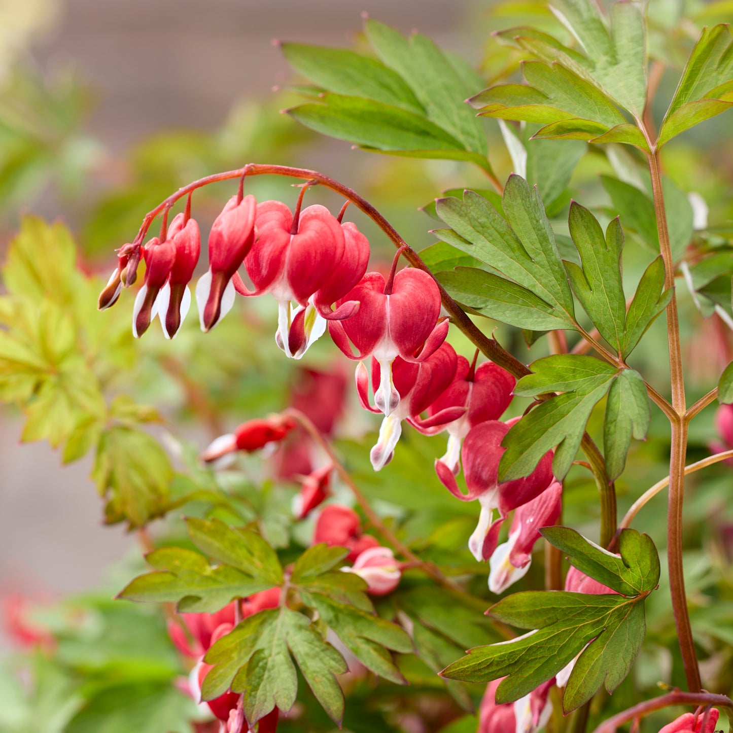 Dicentra spectabilis 'Jolly Hearts™ Love' (Bleeding Heart)