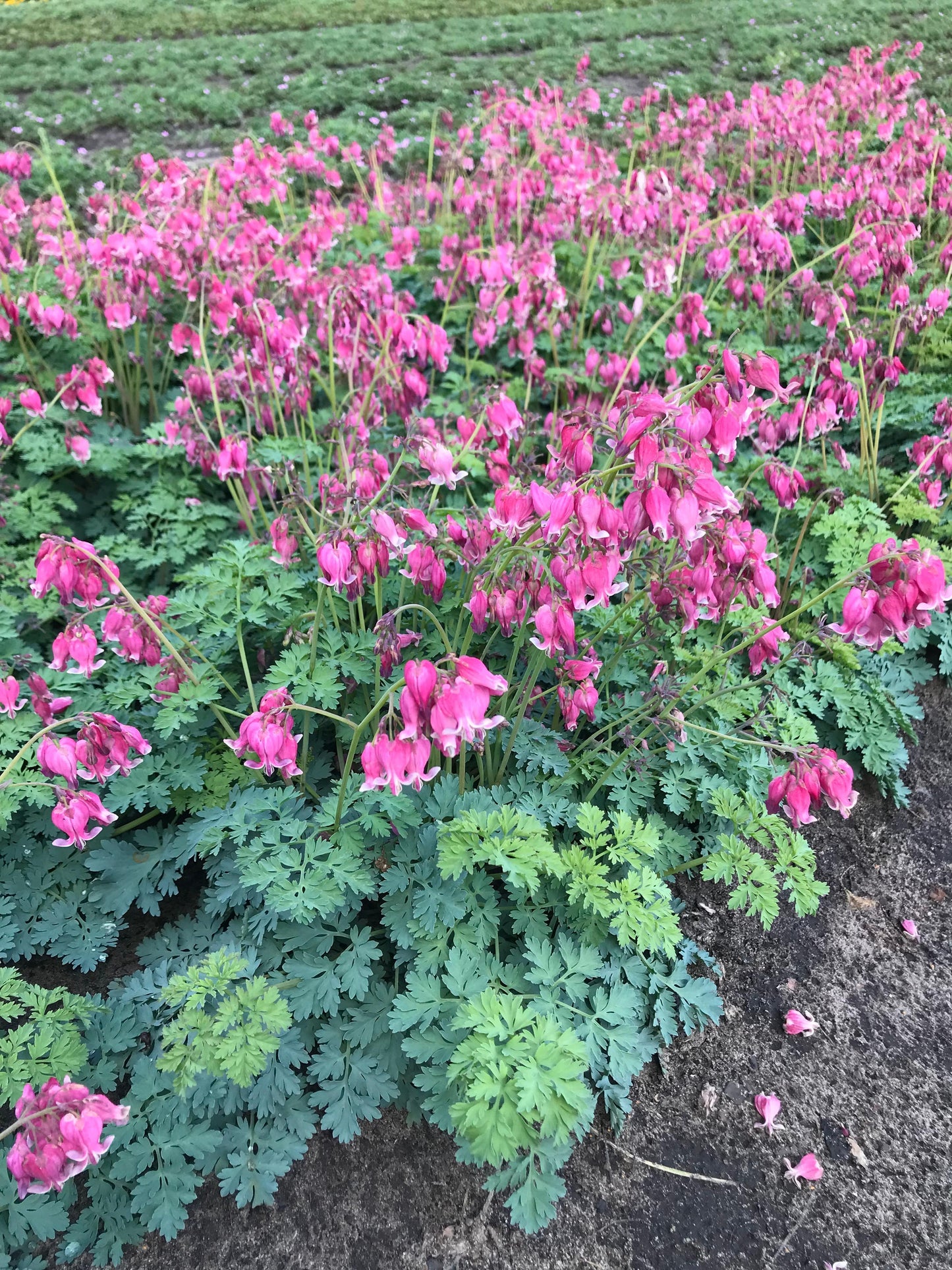 Dicentra formosa 'Luxuriant' (Bleeding Heart)