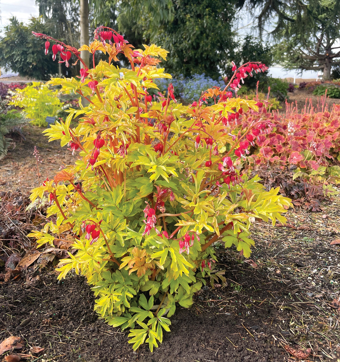Dicentra spectabilis 'Ruby Gold' (Bleeding Heart)