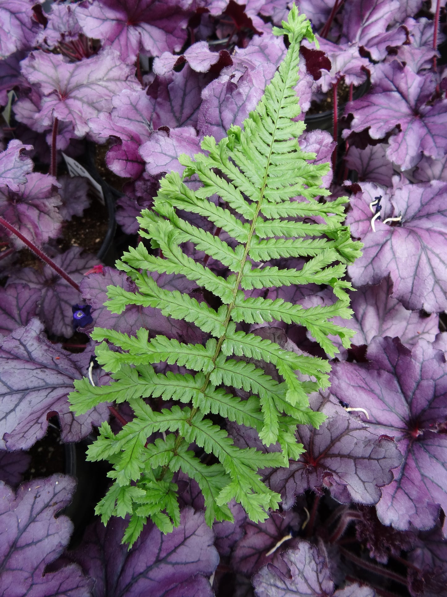 Dryopteris cristata 'The King'