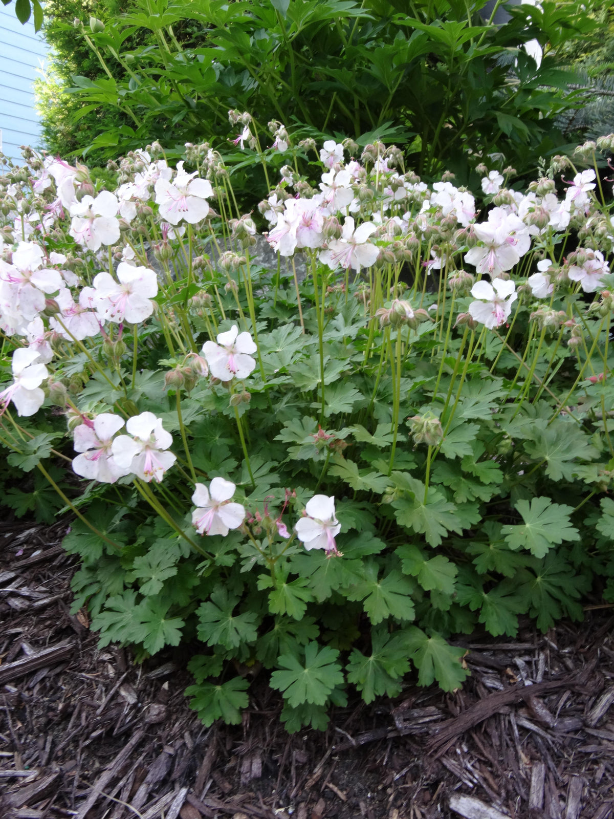 Geranium x cantabrigiense 'Biokovo'