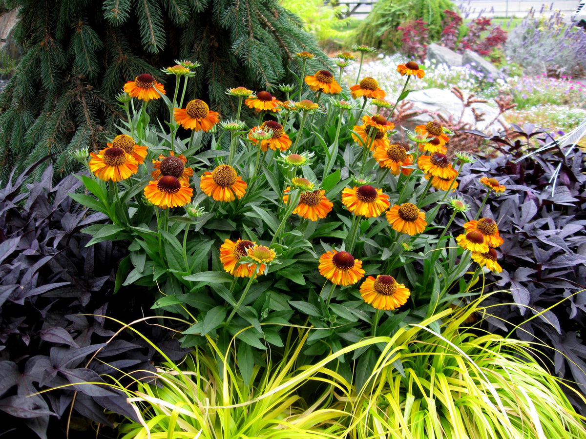 Helenium autumnale 'Short ‘n Sassy’ (Sneezeweed)