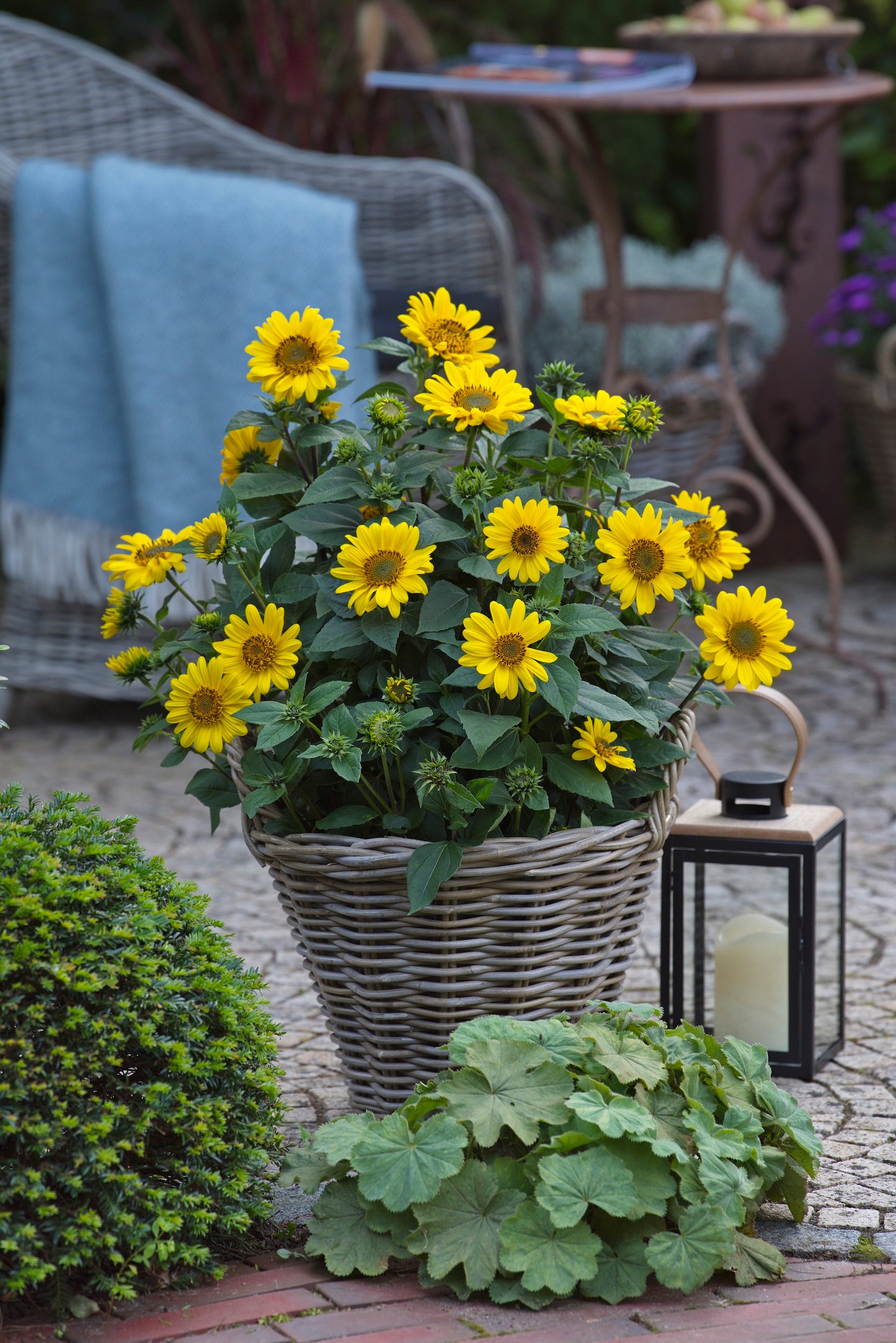 Helianthus decapetalus 'Suncatcher'